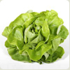 lettuce
