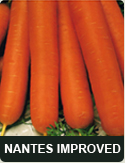carrot