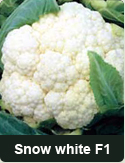 cauliflower