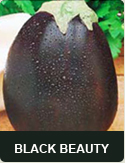 Black beauty