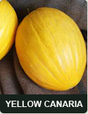 Yellow Canaria