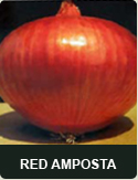 onion