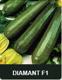 Diamant F1