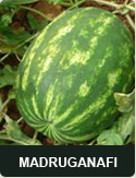 Madruganafi