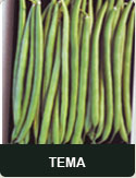 TEMA