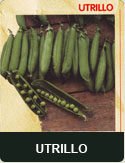Utrillo